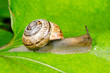 big snail feeding on leaf