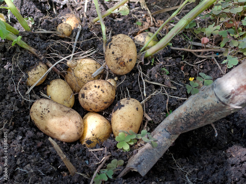 Foto: Kartoffelernte Kartoffelernte
