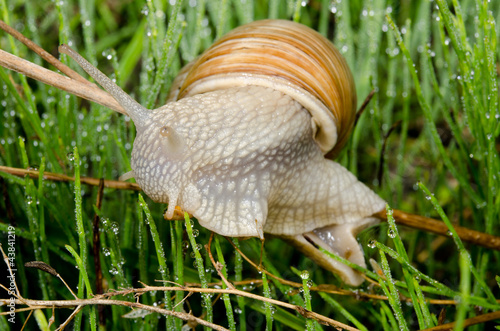 Foto: snail in the rain snail in the rain