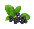 Photo: Apfelbeere - chokeberry 06 Apfelbeere - chokeberry 06
