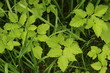 Giersch - Aegopodium podagraria