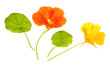 Kapuzinerkresse - Tropaeolum majus