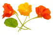 Kapuzinerkresse - Tropaeolum majus