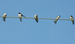 swallow