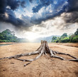 Dry stump