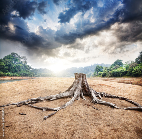 Photo: Dry stump Dry stump