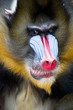 Mandrill
