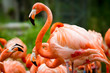 Pink flamingo