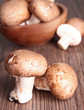 group of mushrooms