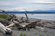 Photo: Treibholz am Strand Treibholz am Strand