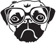 pug with glasses