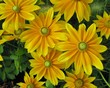 Yellow dahlia flowers in a garden