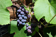 Grapes close-up in a sunny day