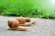 Snail run