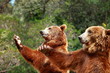 Photo: Brown bear looking for food in Madrid Zoo Brown bear looking for food in Madrid Zoo