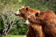 Photo: Brown bear looking for food in Madrid Zoo Brown bear looking for food in Madrid Zoo