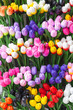 Tulpen