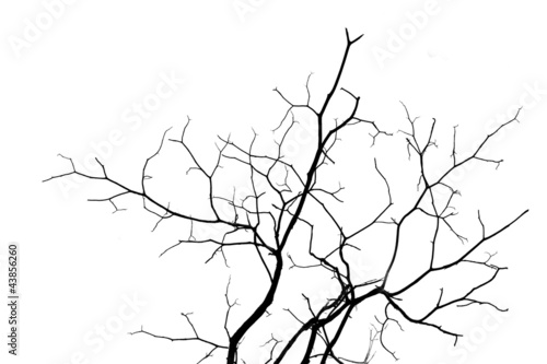 Photo : Dead branches Dead branches