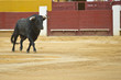 Toro que acaba de salir a la plaza para ser lidiado.