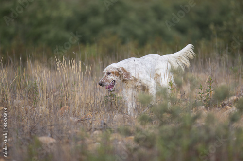 Photo: white setter running white setter running