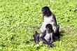 Foto: Spider Monkeys Spider Monkeys