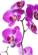 exotic beauty elegant flowers