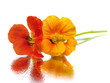 Indian cress