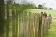 Photo: Man standing by fence in a field Man standing by fence in a field