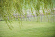 Tree with fence in a field