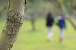 Close-up of a tree trunk with a woman and her daughter walking in an orchard in the background
