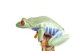 Red eyed tree frog