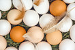 Eggs2