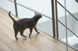 Cat walking on a hardwood floor