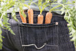 Carrots in the pocket of a man