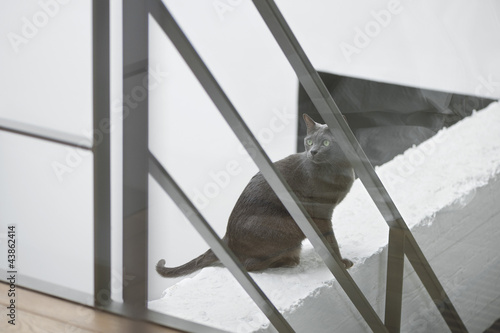 Photo: Cat sitting on the ledge of a wall Cat sitting on the ledge of a wall