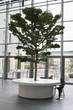 Tree growing on a table in an office lobby