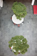 High angle view of bonsai trees growing on tables in an office lobby