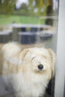 Close-up of a hairy dog at home