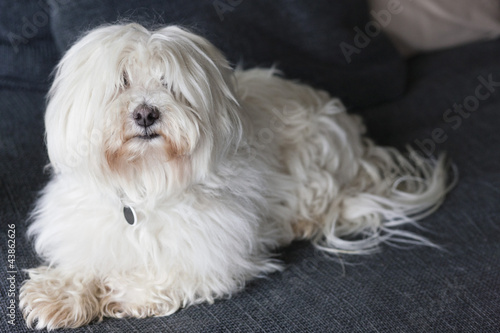 Photo: Close-up of a hairy dog at home Close-up of a hairy dog at home