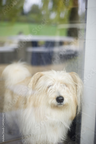 Photo: Close-up of a hairy dog at home Close-up of a hairy dog at home