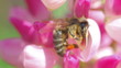 bee collects nectar from pink flowers of lupine close-up