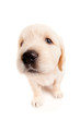 Funny golden retriever puppy
