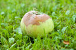 The fruits of apple trees diseased Monilinia fructicola