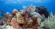 red lionfish (Pterois volitans)