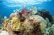 red lionfish (Pterois volitans)