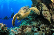Hawksbill Turtle and Scuba Divers