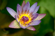 Water lily/ lotus, close up