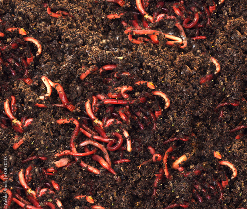 Photo: red worms in compost - bait for fishing red worms in compost - bait for fishing