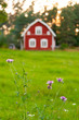 Distel am Wegesrand