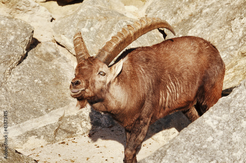 Ibex Tongue